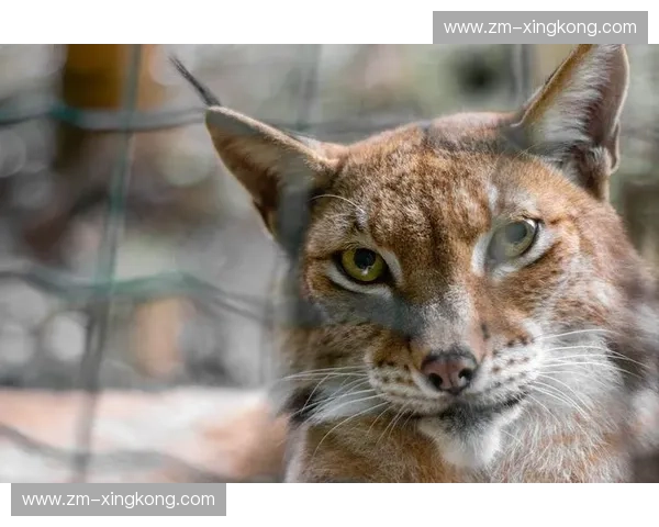 猎手还是猎物？当顶级优雅遇上“瑞奇”式的危险吸引力